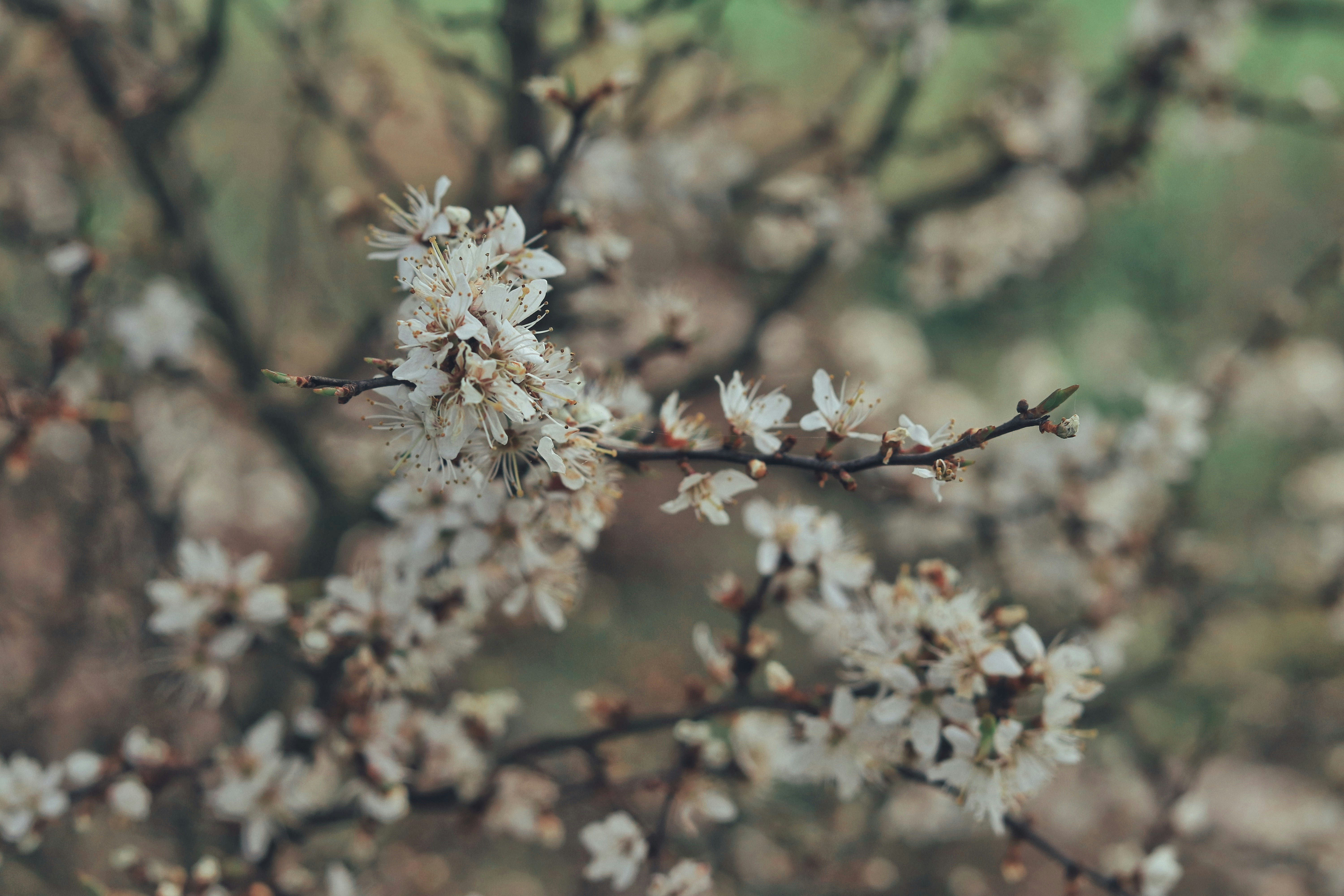 Photo by johnasd