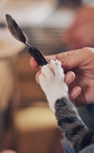 Close-up of hands gently holding a cat’s paws, symbolizing trust and connection.