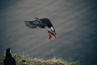 A bird with distinctive black and white plumage and bright orange feet and beak is captured in mid-flight. Below, a grassy cliff edge is visible, with two more birds perched near the edge, gazing upwards.