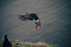 A bird with distinctive black and white plumage and bright orange feet and beak is captured in mid-flight. Below, a grassy cliff edge is visible, with two more birds perched near the edge, gazing upwards.