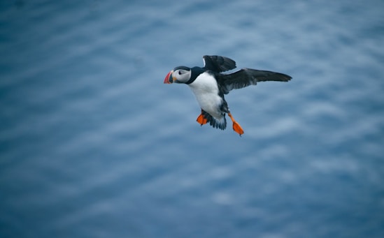 a black and white bird flying over the ocean