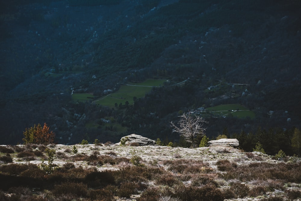 a lone tree on a hill with a valley in the background