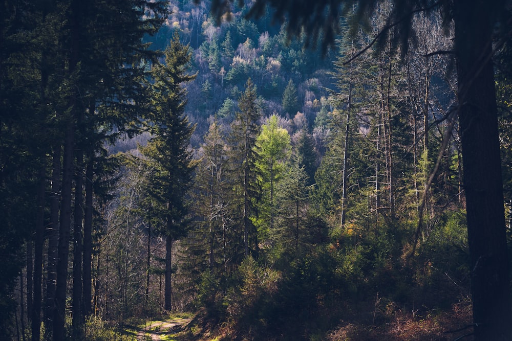 a dirt road in the middle of a forest