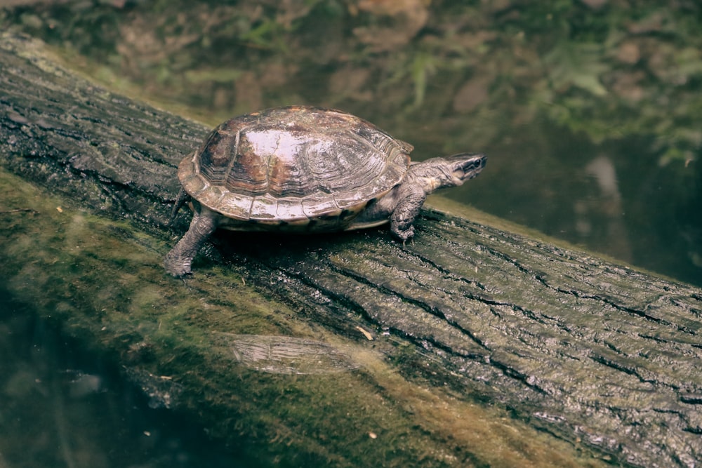 a turtle sitting on top of a tree branch