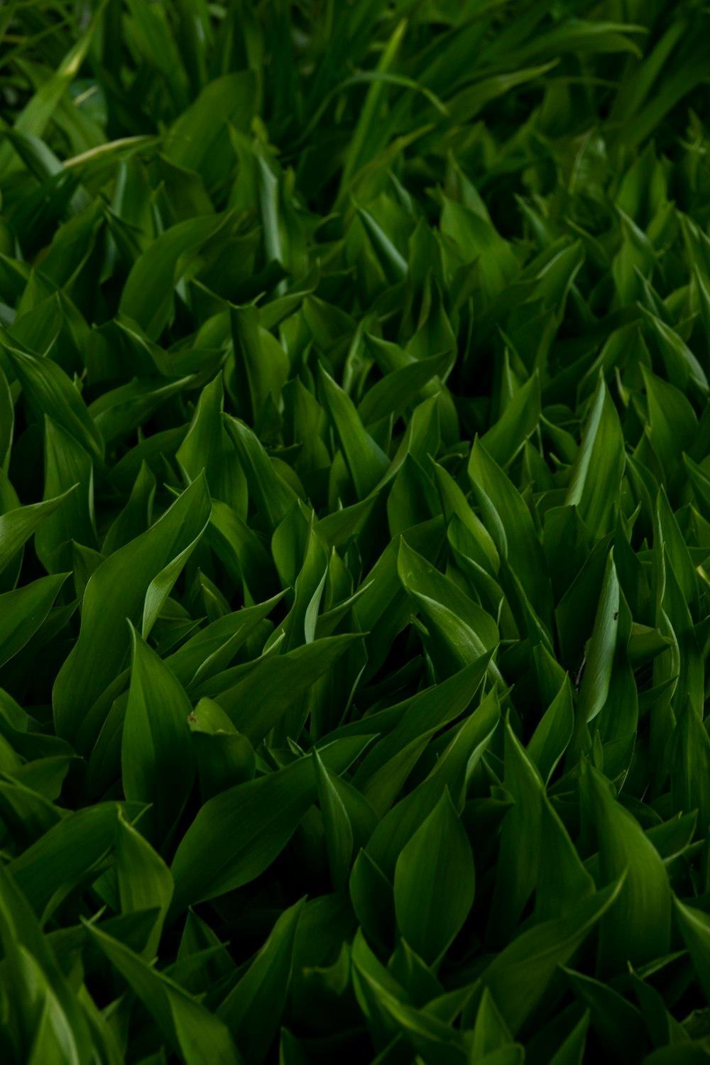 a close up of a bunch of green grass