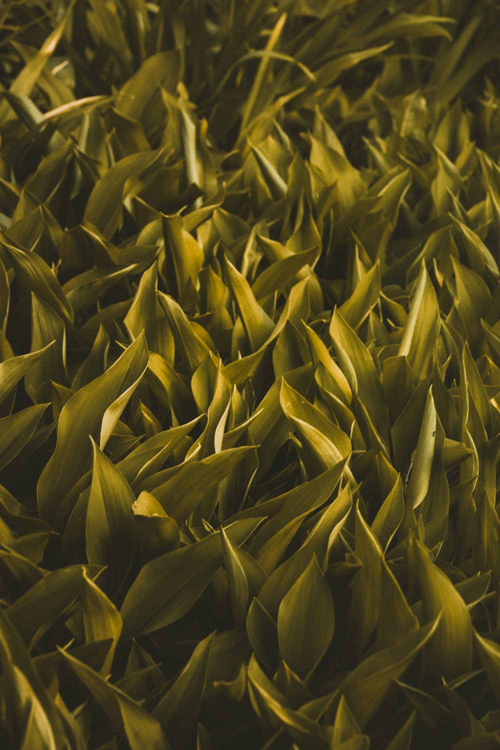 a bunch of green leaves laying on top of each other