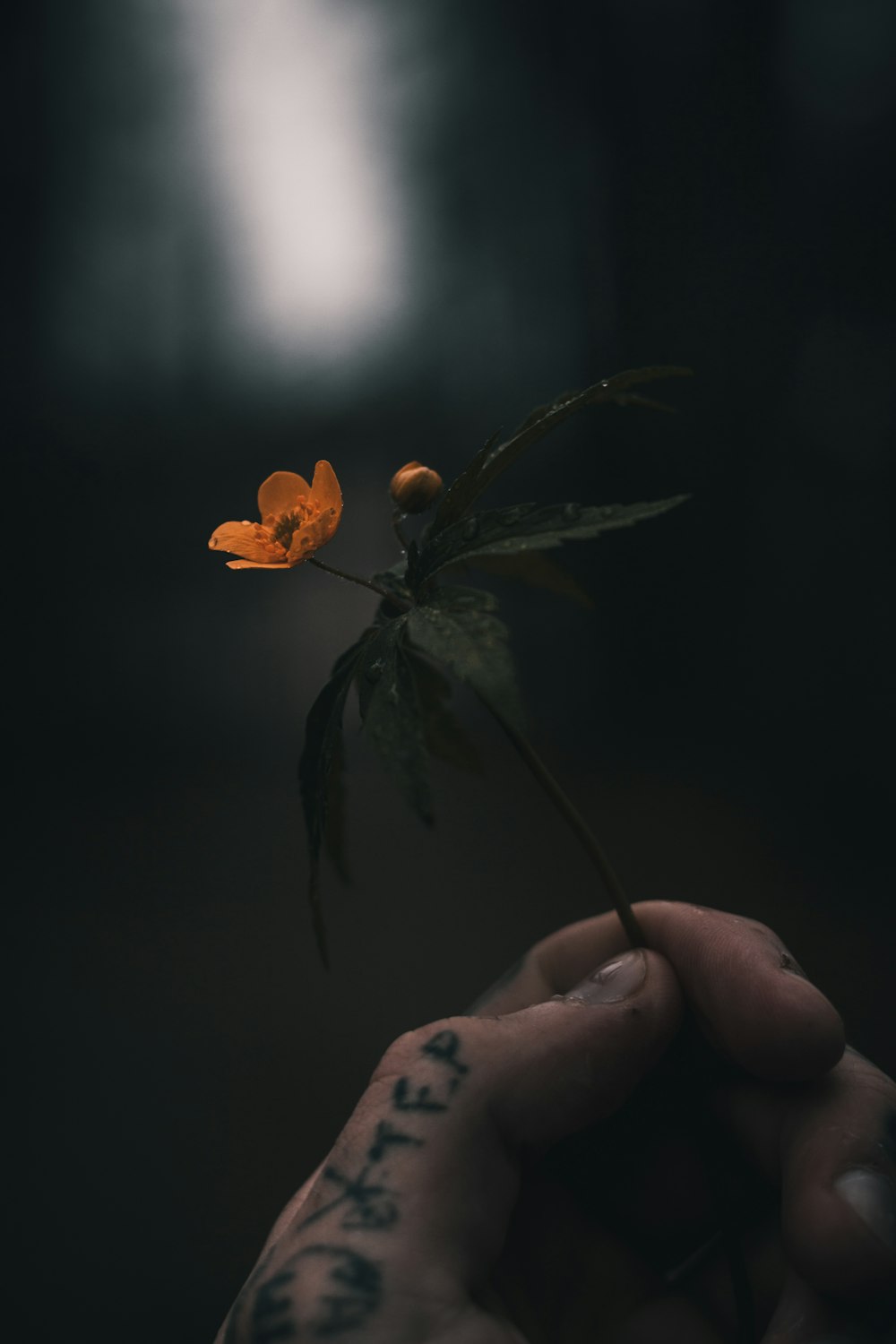 a person holding a flower in their hand