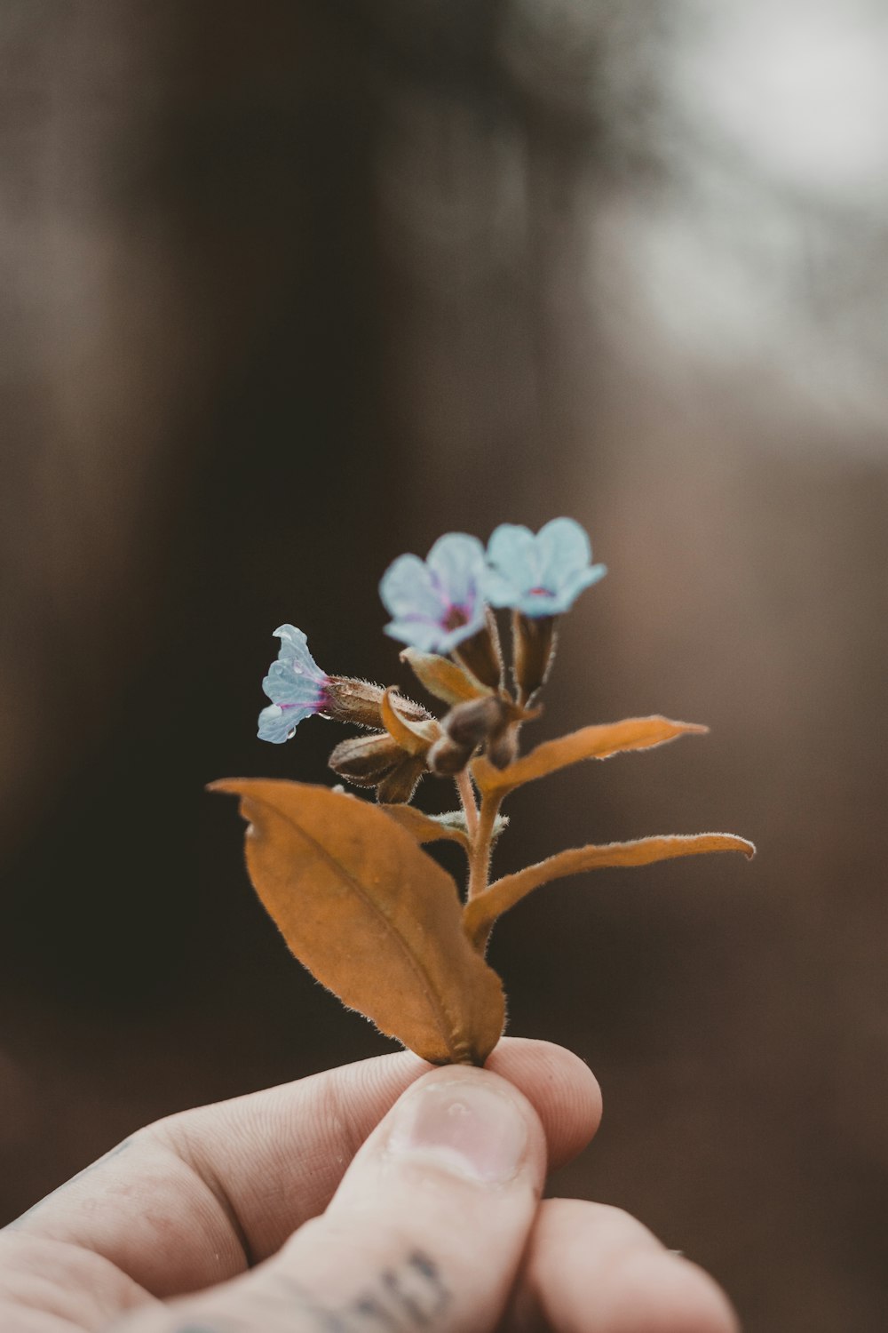 a person holding a tiny blue flower in their hand