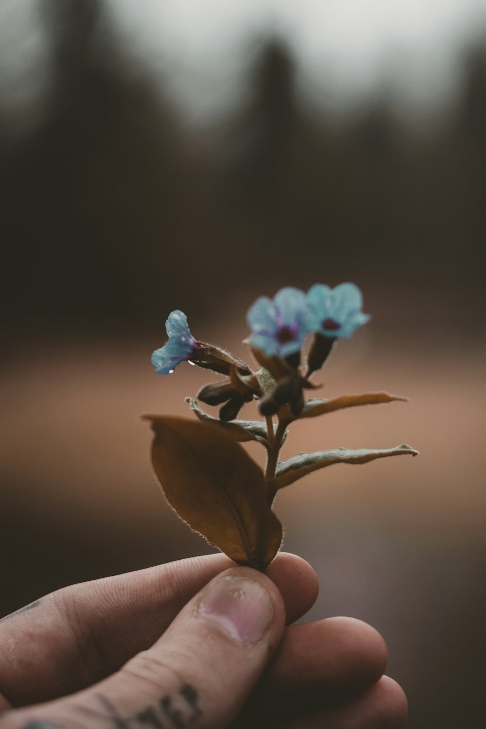 a person holding a tiny blue flower in their hand