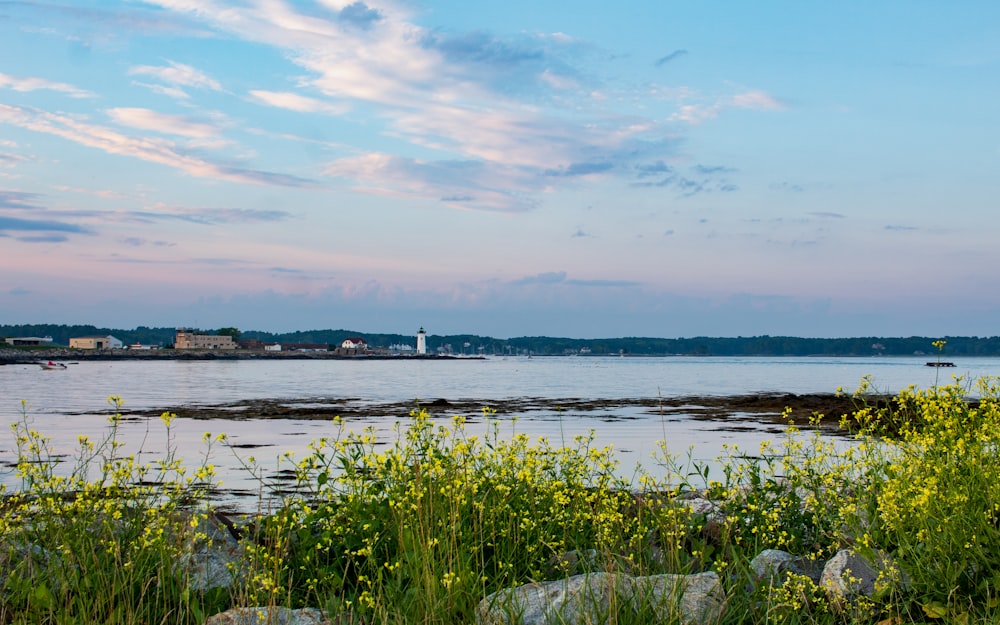 a body of water surrounded by grass and rocks