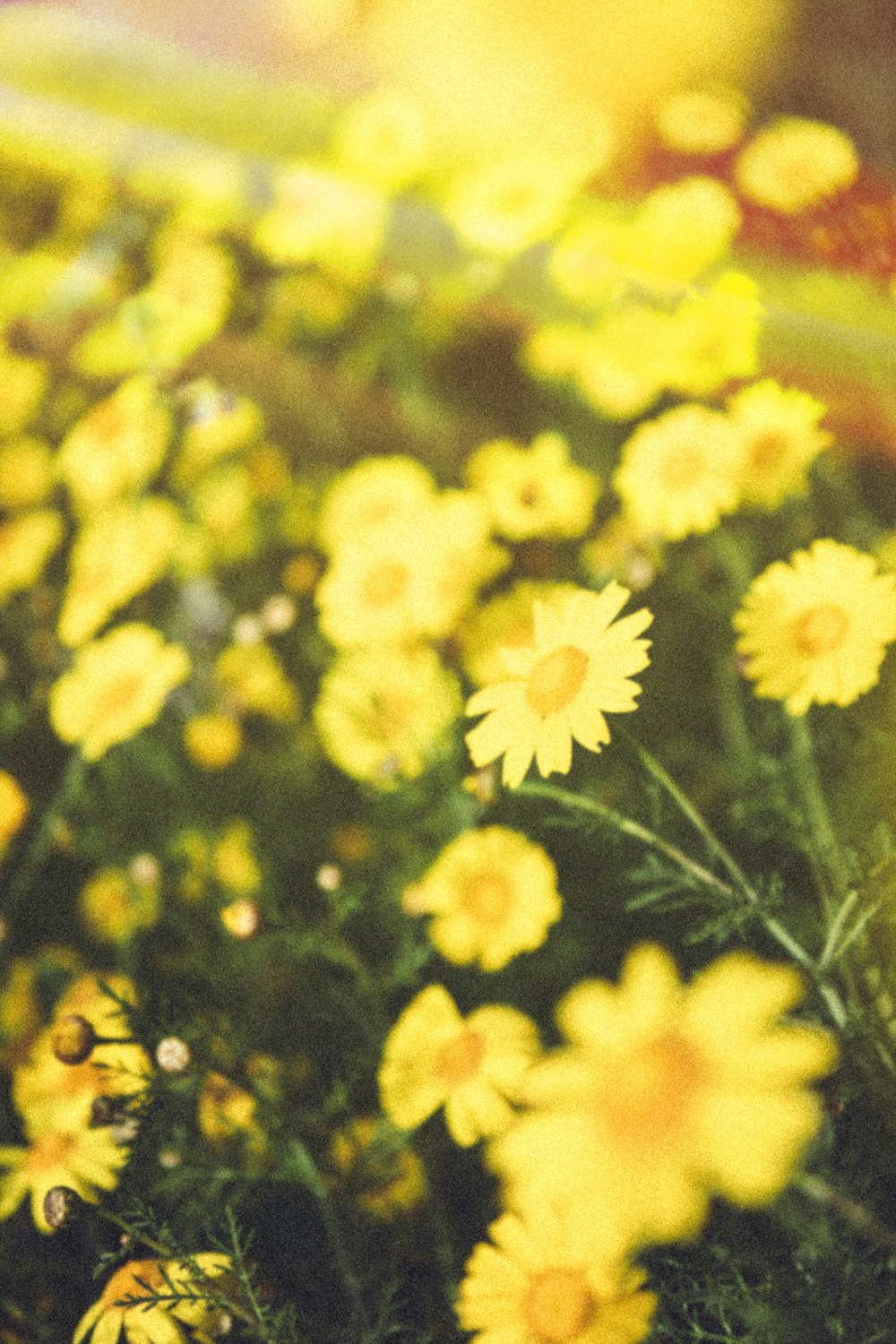 a bunch of yellow flowers that are in the grass