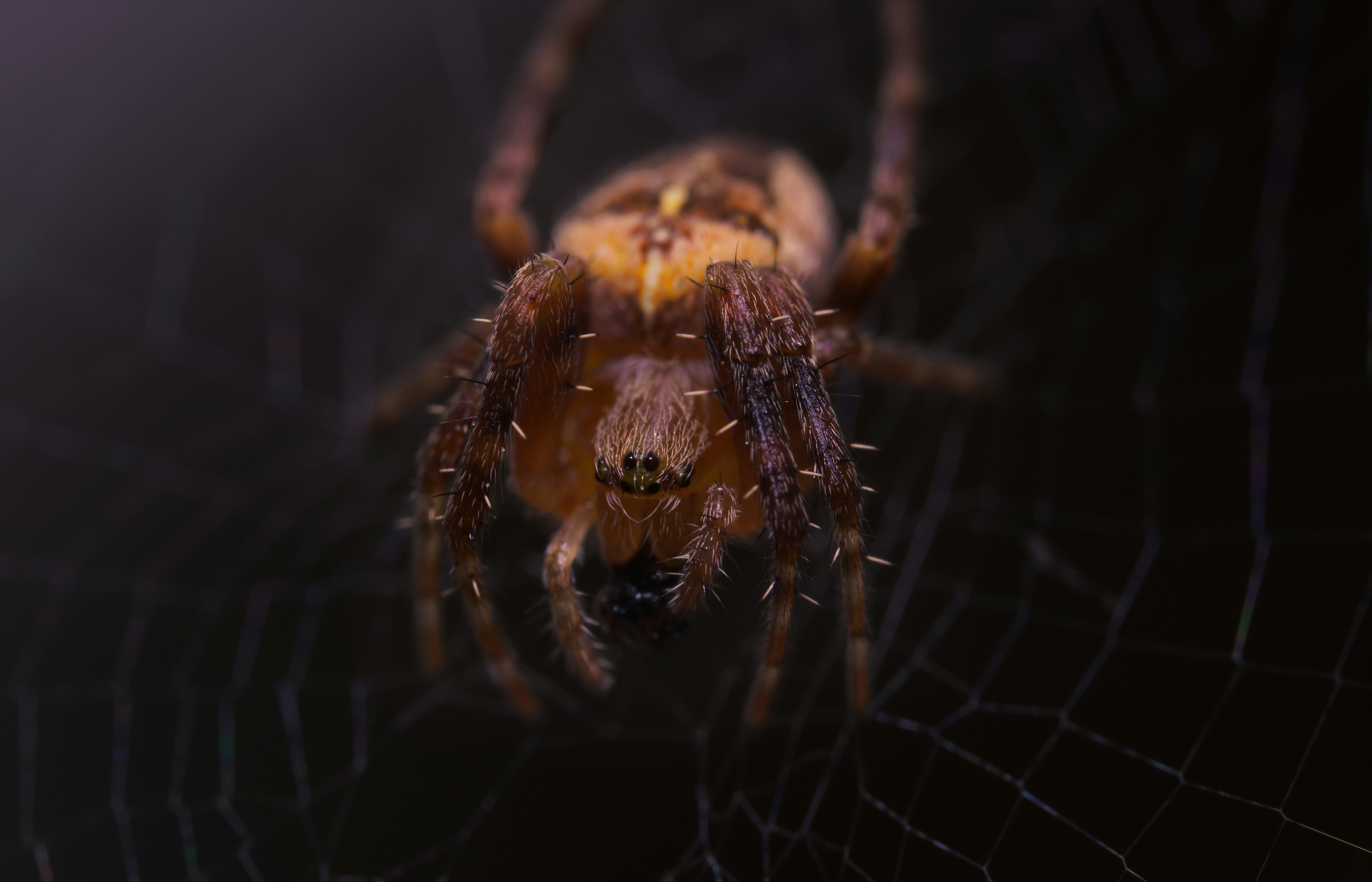 a close up of a spider on a web
