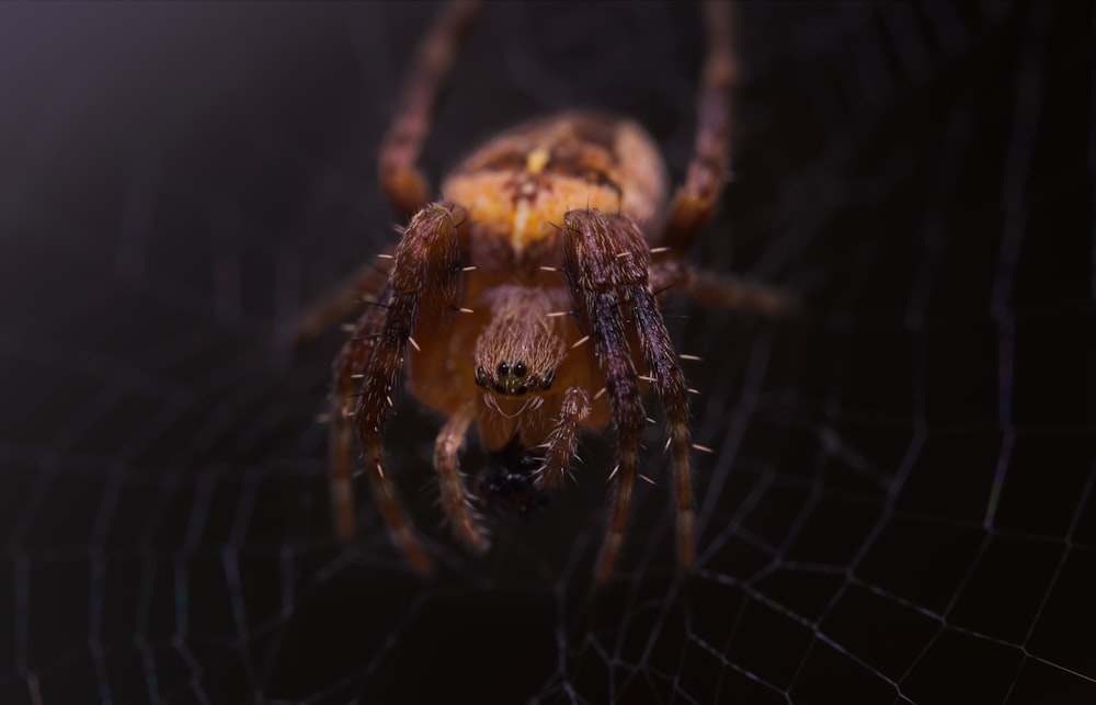 a close up of a spider on a web