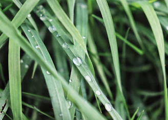 Close-up of synthetic grass detail with water droplets under natural light