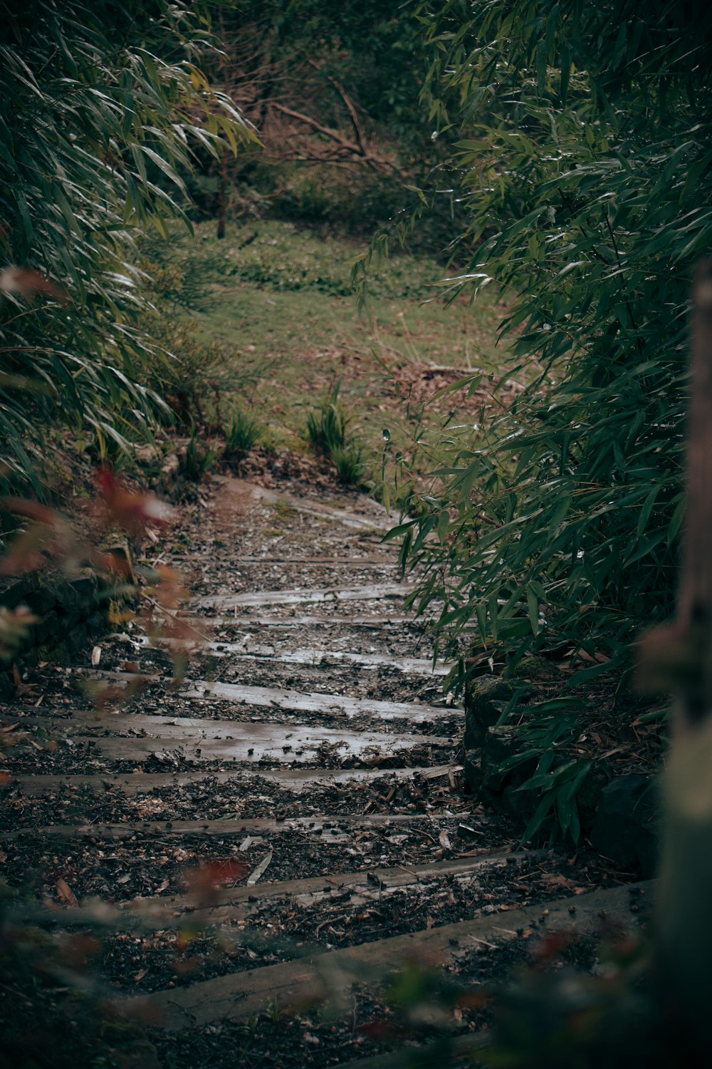 a set of steps leading up to a forest