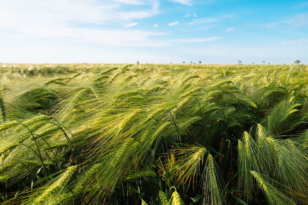 Ein Feld voller grünem Gras unter blauem Himmel