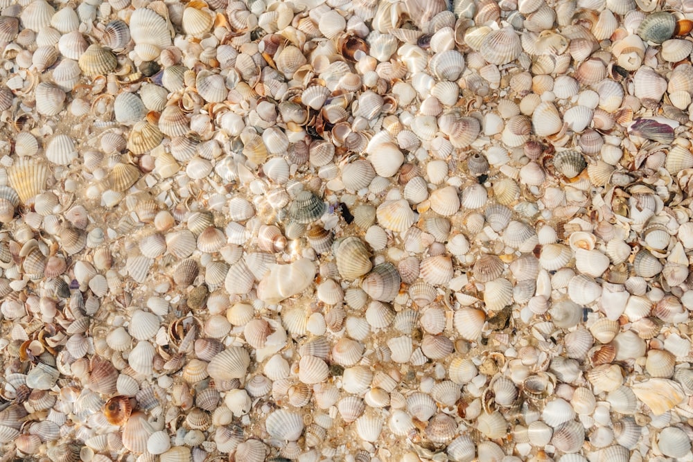 um close up de um monte de conchas do mar