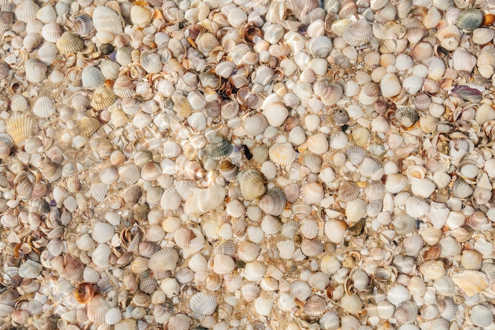 a close up of a bunch of sea shells