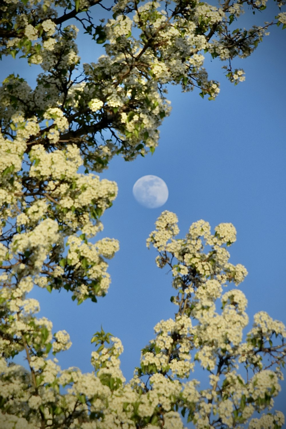 a full moon seen through the branches of a tree