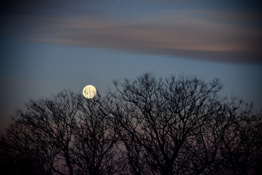 a full moon seen through the branches of a tree