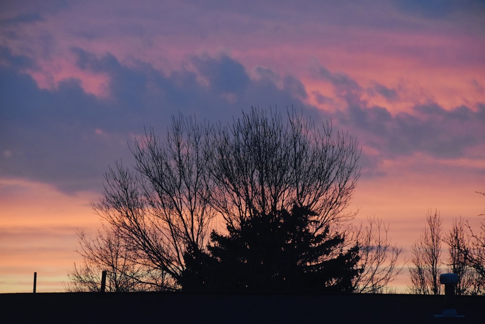 a tree is silhouetted against a pink and blue sky