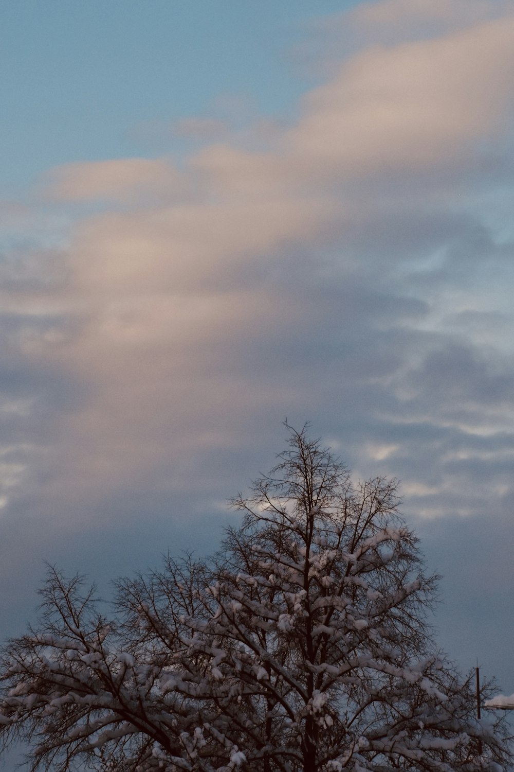 a large tree covered in snow under a cloudy sky