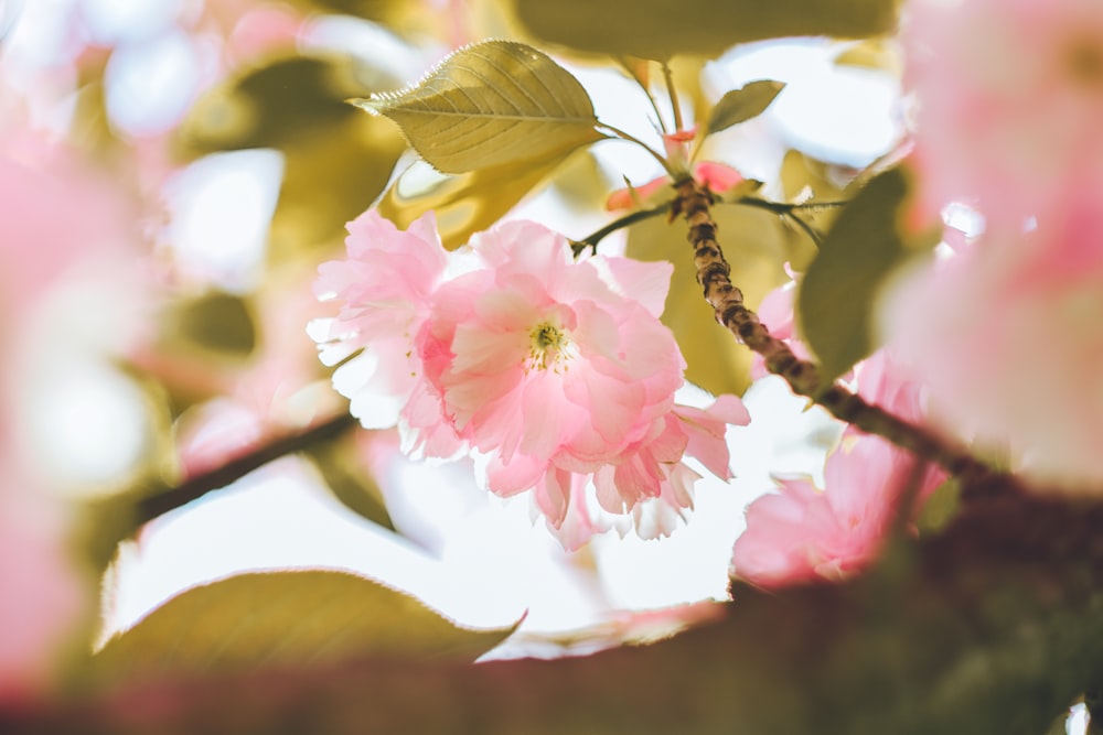 a close up of a pink flower on a tree