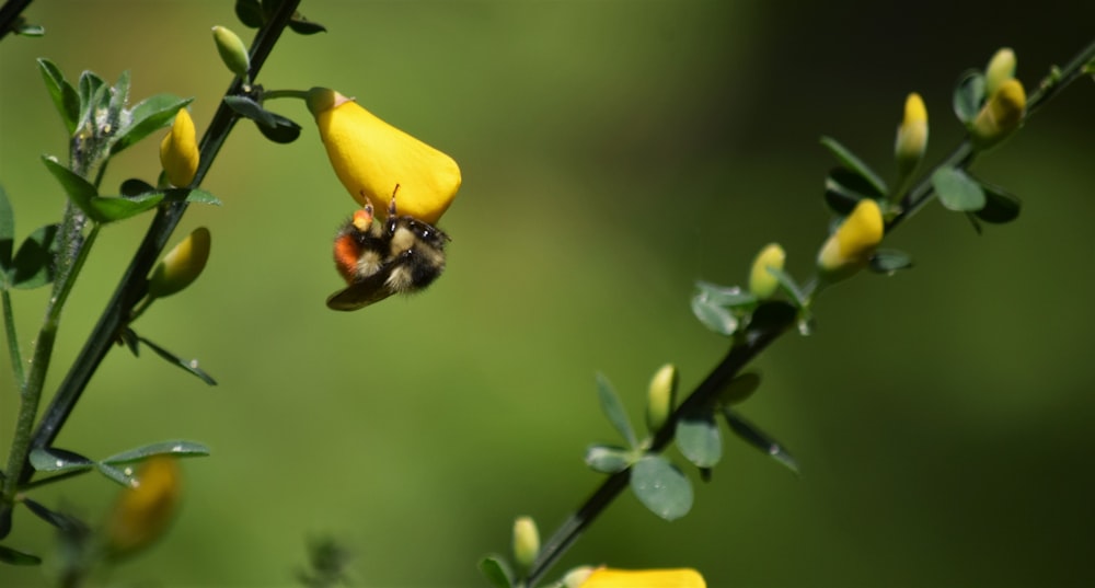 a close up of a flower with a bee on it