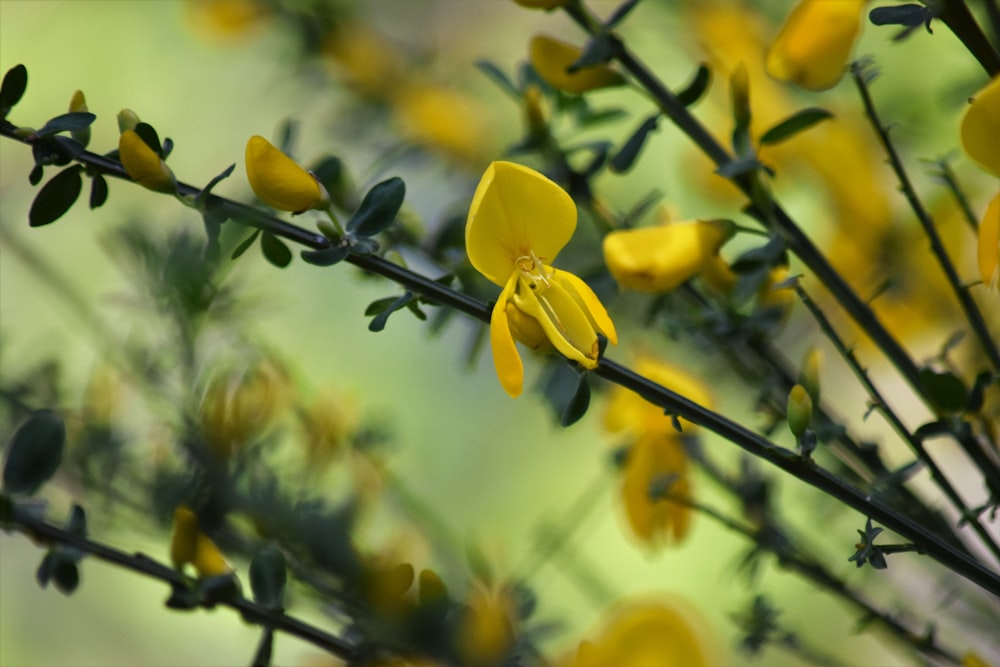 a bunch of yellow flowers that are on a branch
