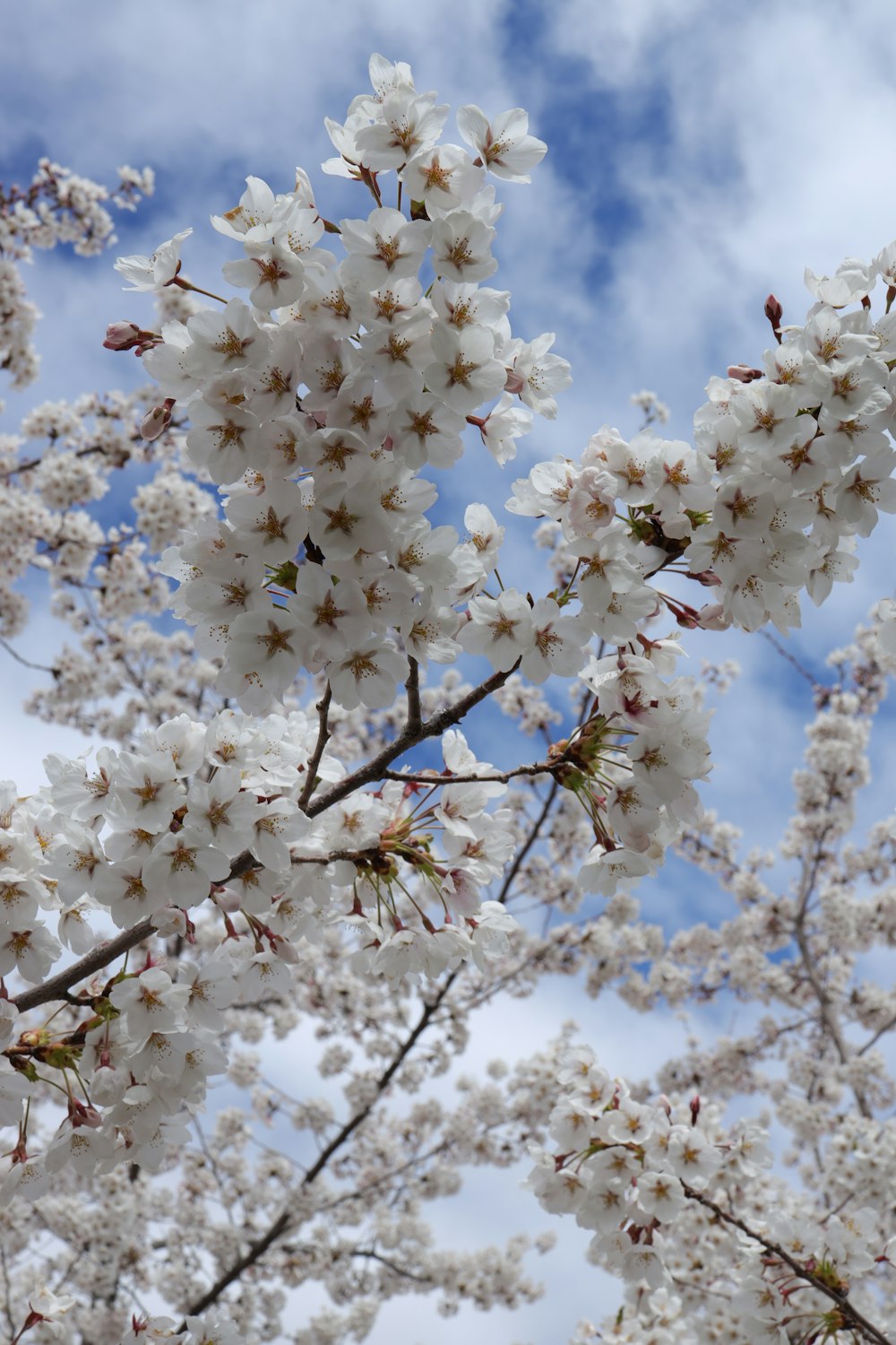 a tree with lots of white flowers on it