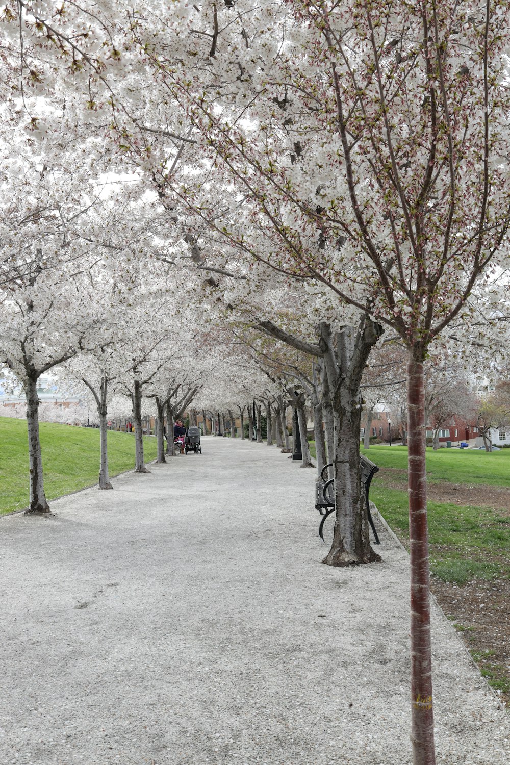a park filled with lots of trees covered in white flowers