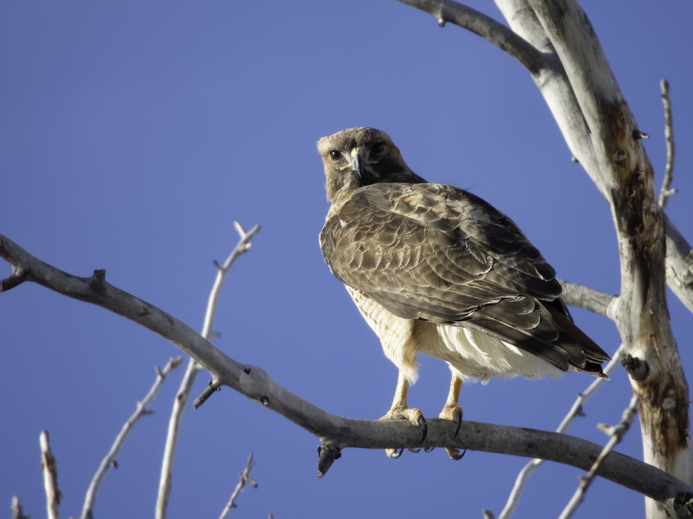 a large bird perched on top of a tree branch