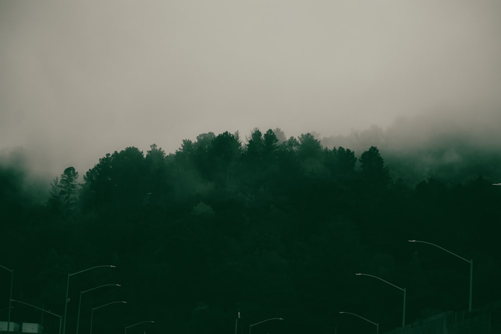 a black and white photo of a foggy forest