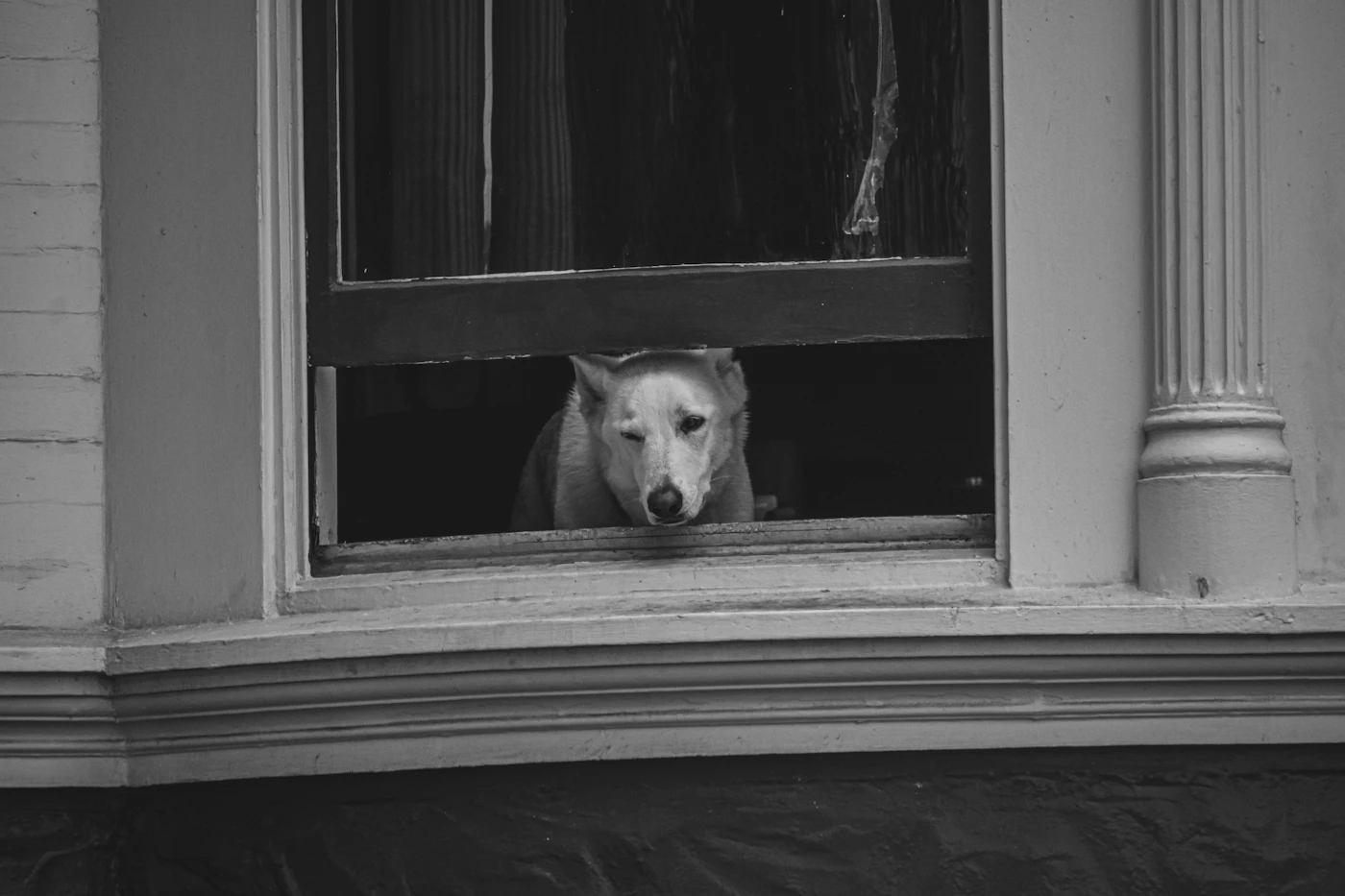 A dog resting at a window and looking out over a city street from inside a building