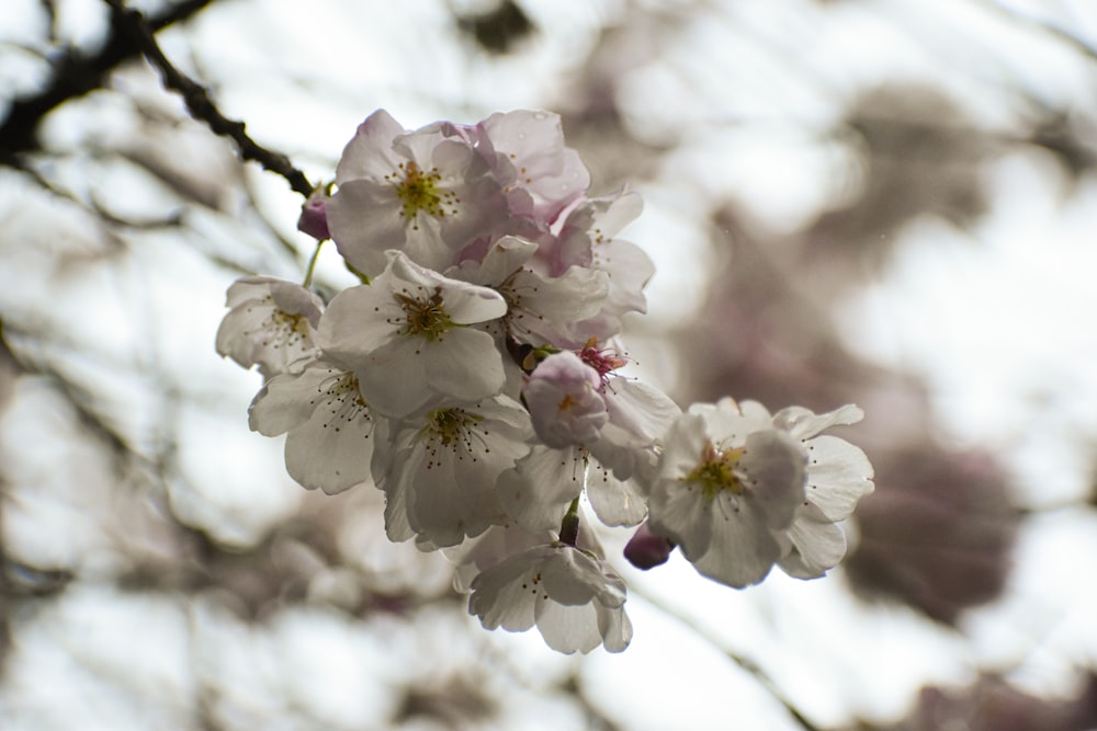 a close up of a tree with white flowers