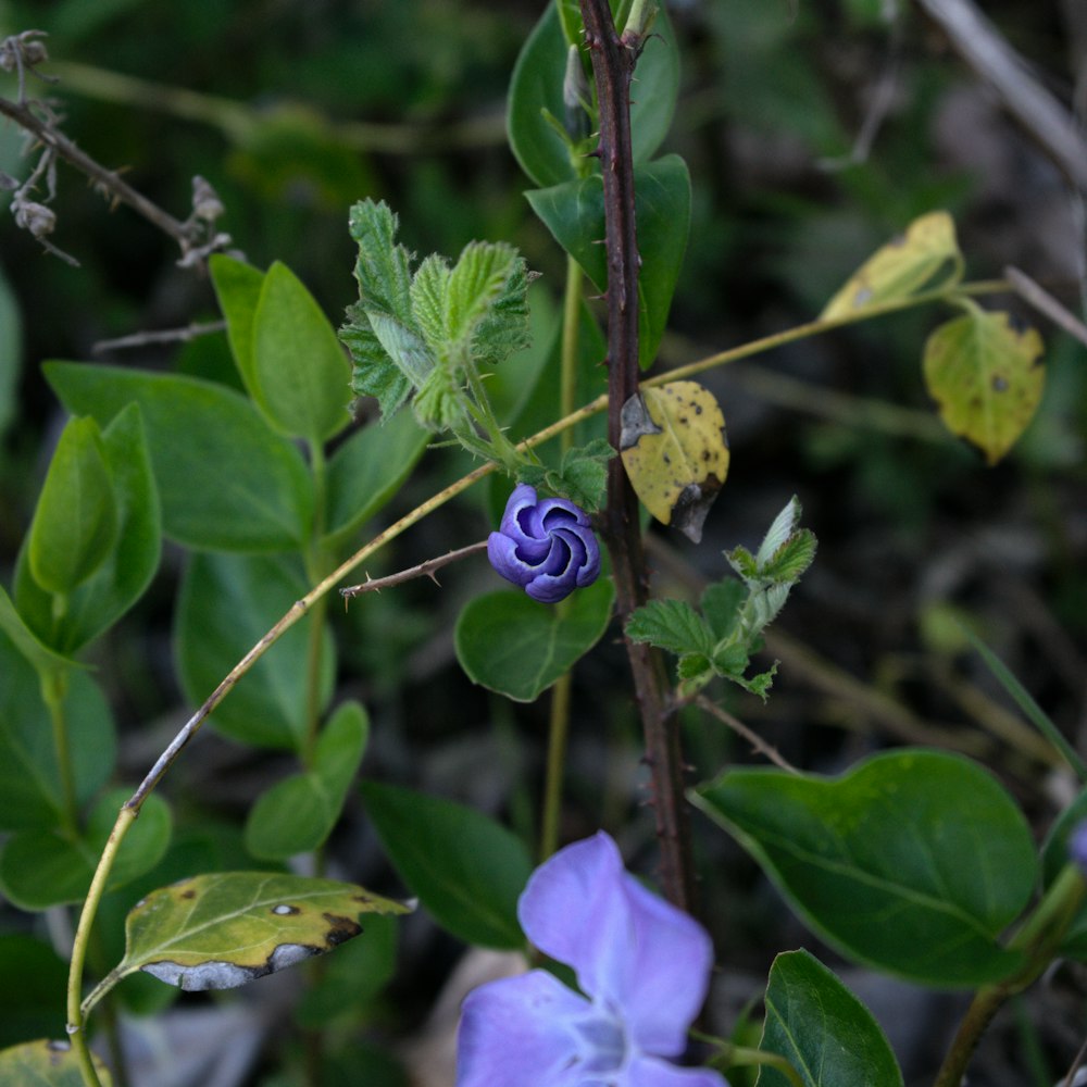 a close up of a flower on a plant