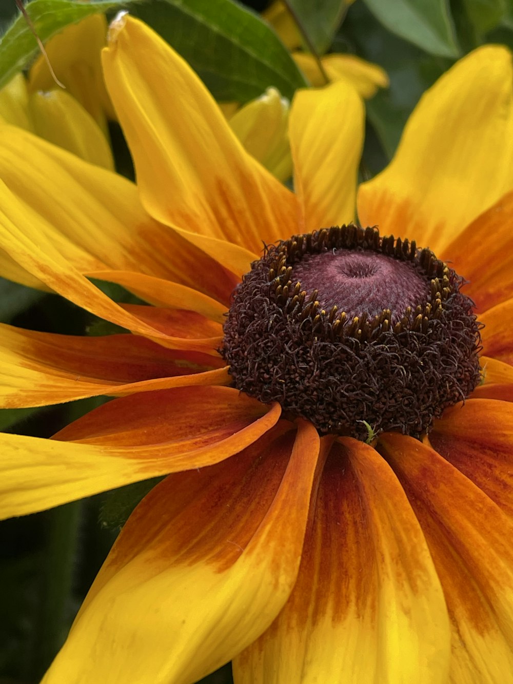 a close up of a yellow and red flower