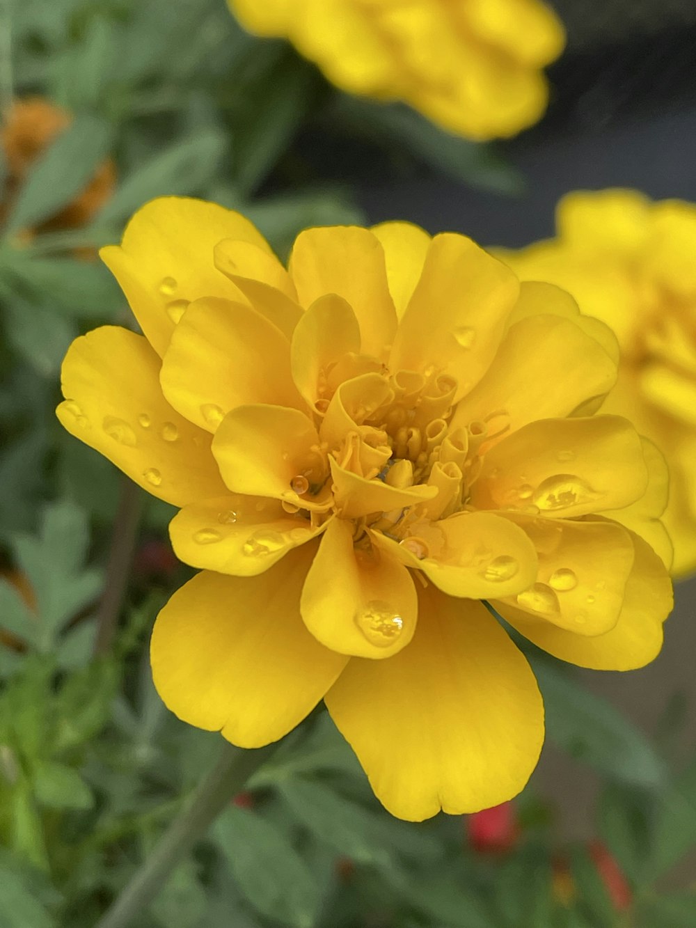 a close up of a yellow flower with water droplets