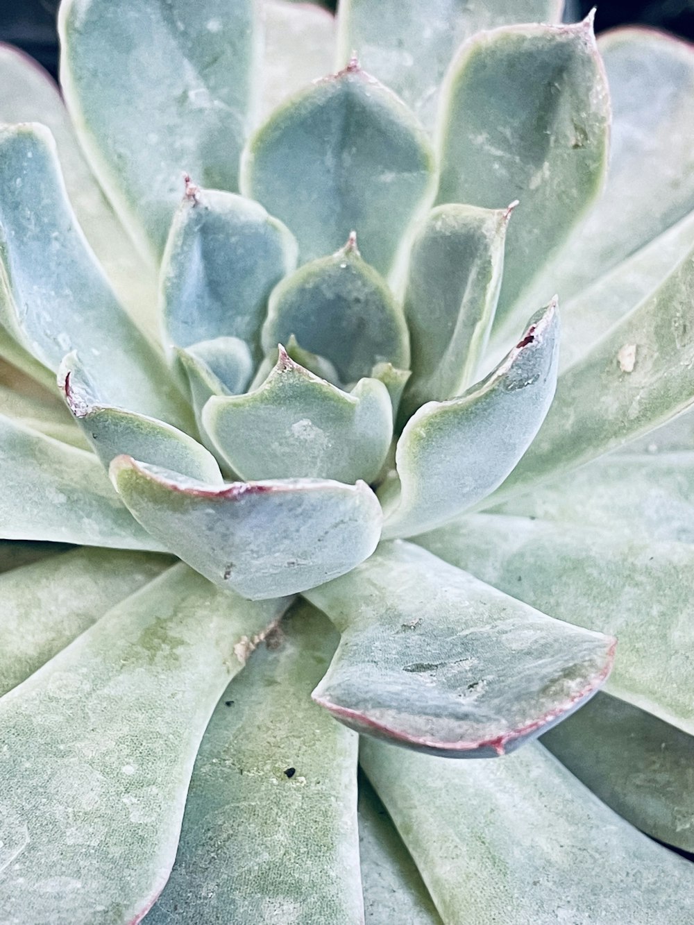 a close up of a succulent plant with green leaves