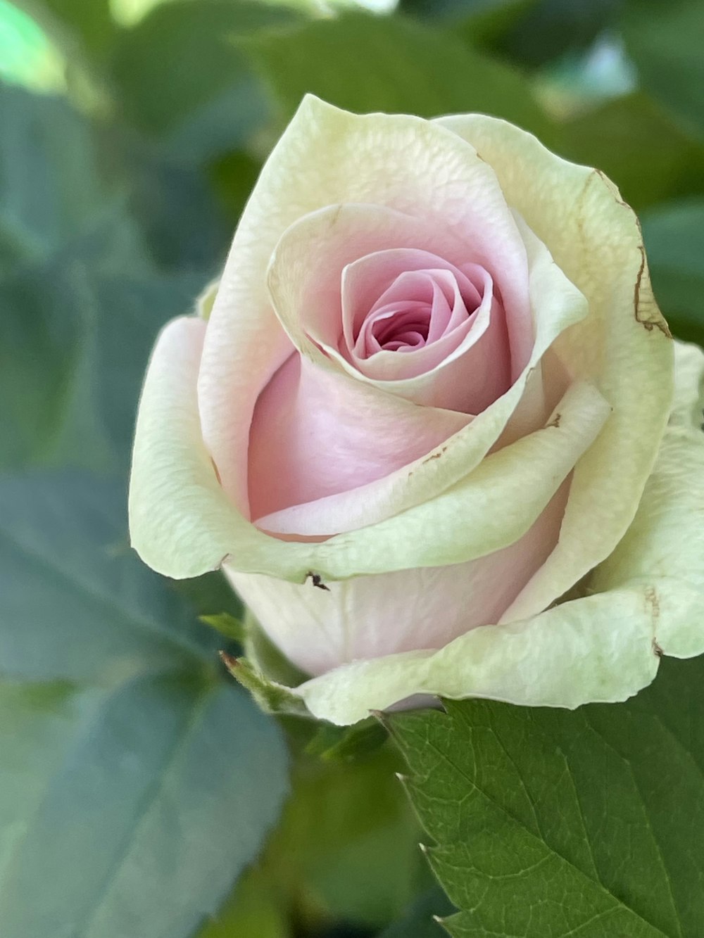 a pink rose with green leaves in the background