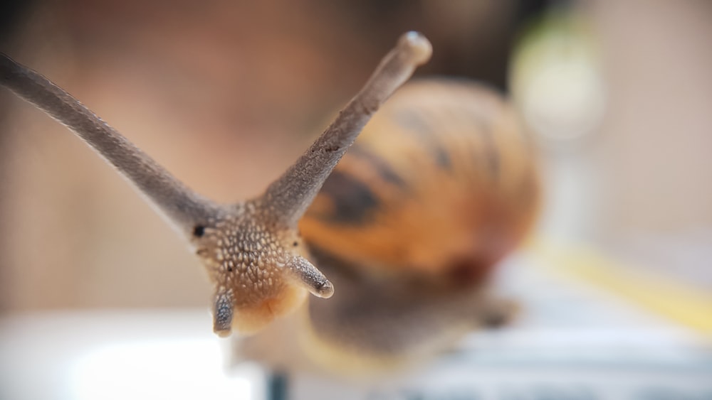 a close up of a snail on a table