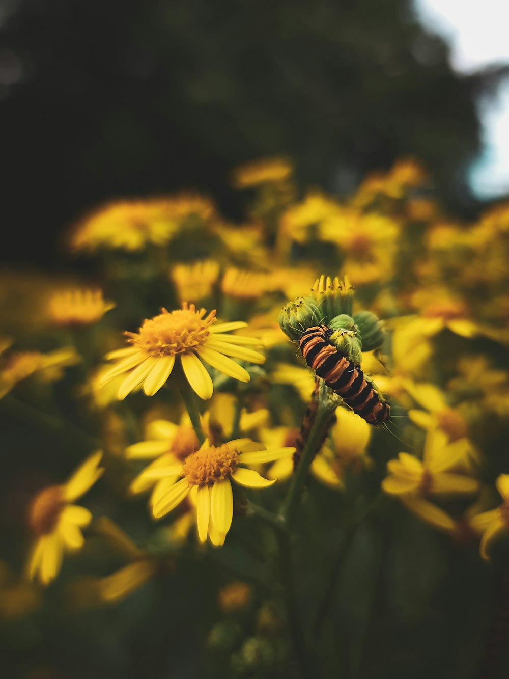 a bunch of yellow flowers with a bee on them