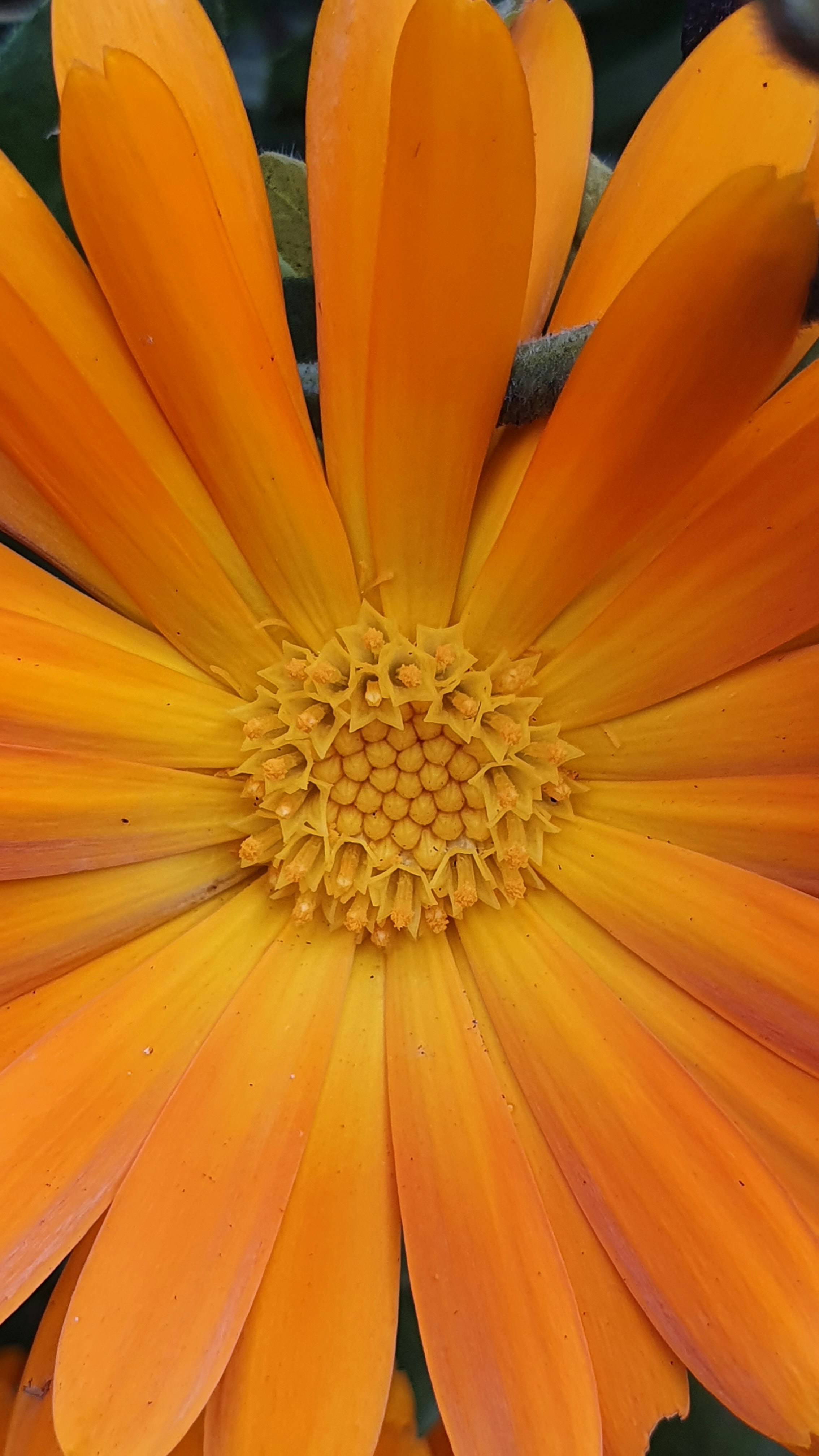 a close up of an orange flower with yellow petals