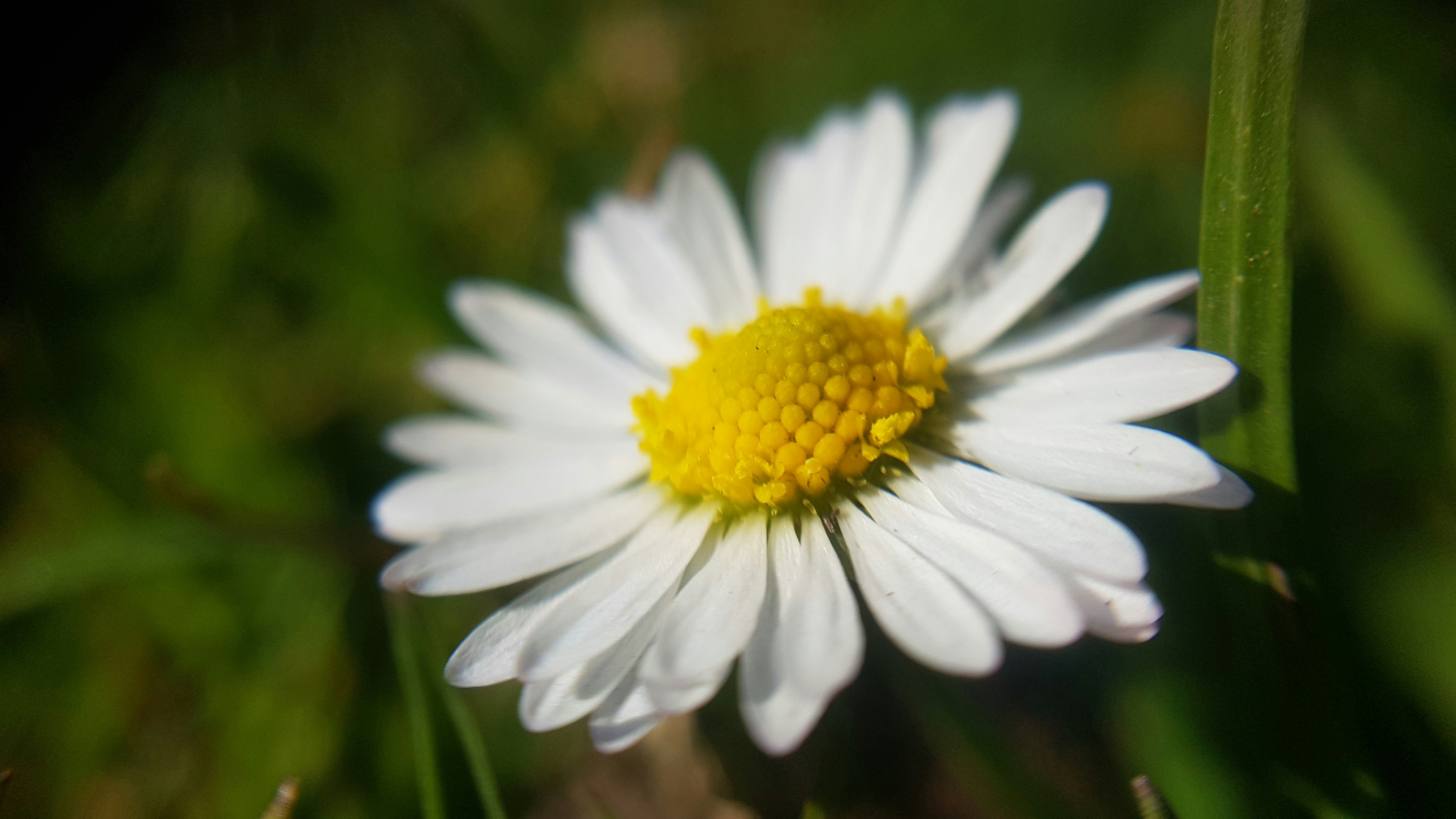 a close up of a white flower with a yellow center