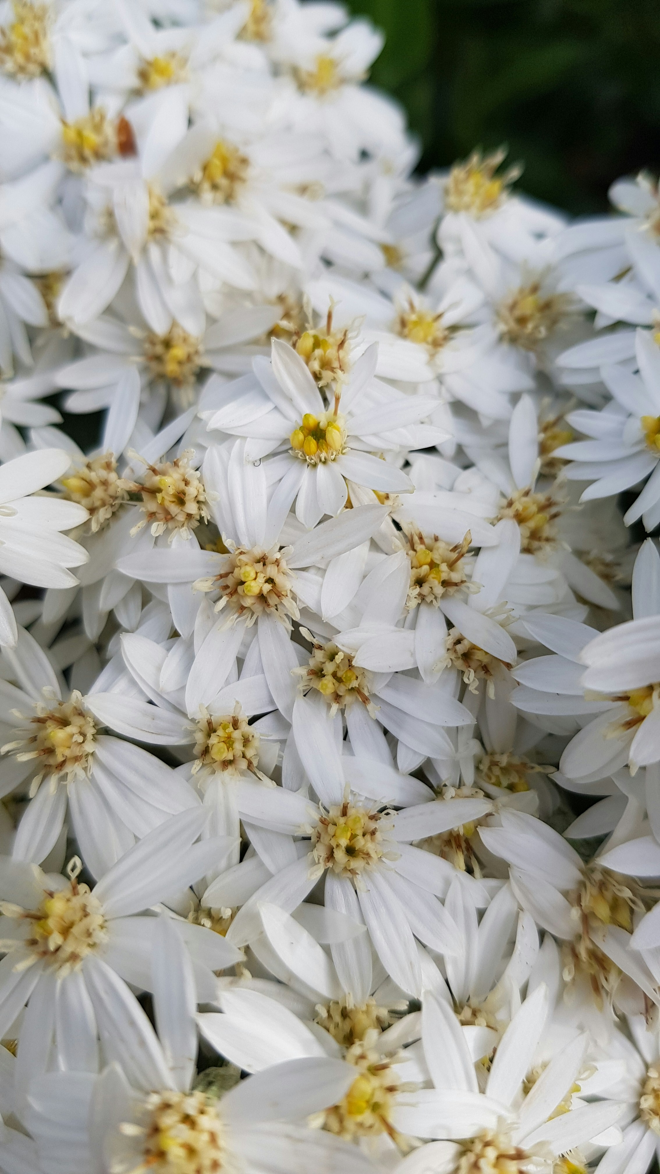a bunch of white flowers with yellow centers