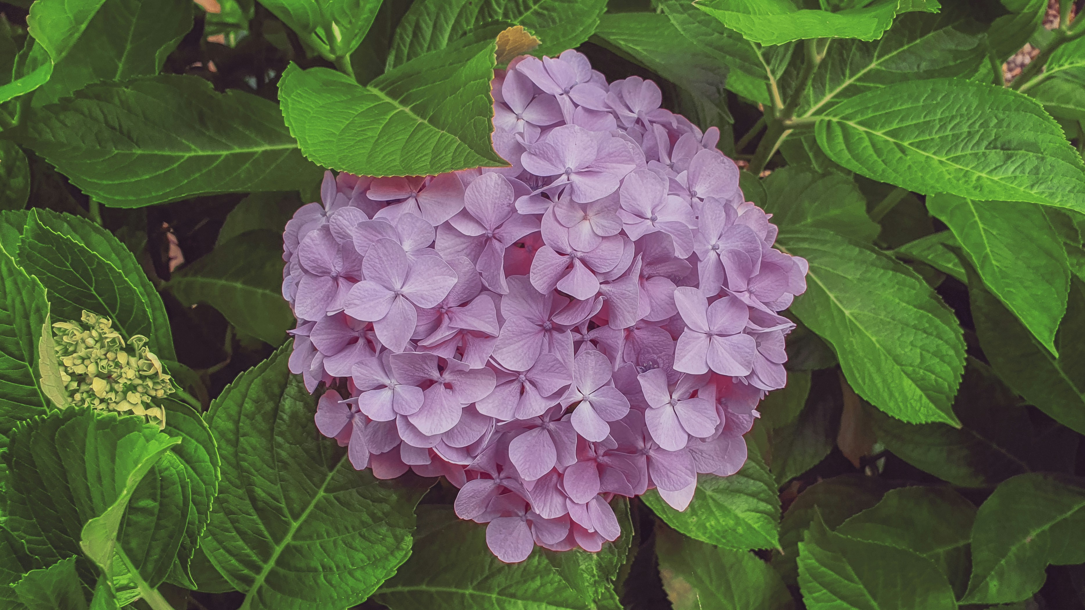 a close up of a purple flower surrounded by green leaves