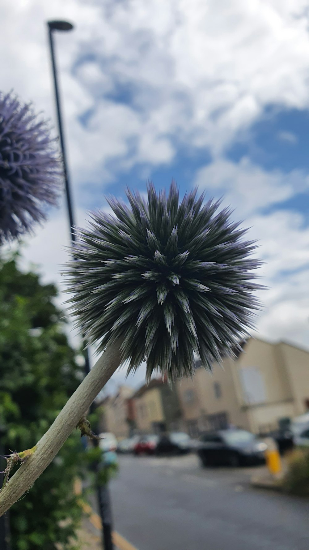 a close up of a plant near a street