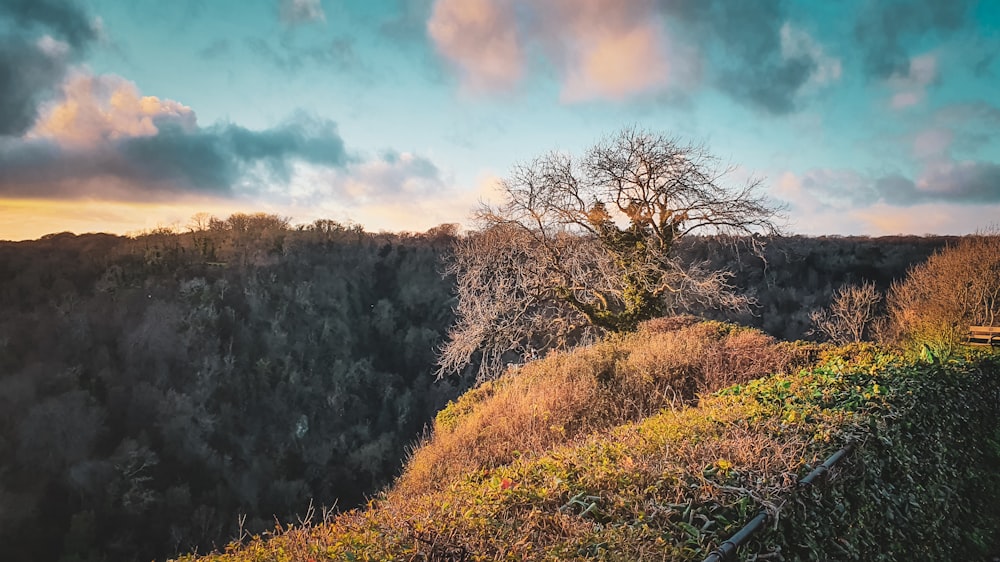 a tree on top of a hill with a sky background