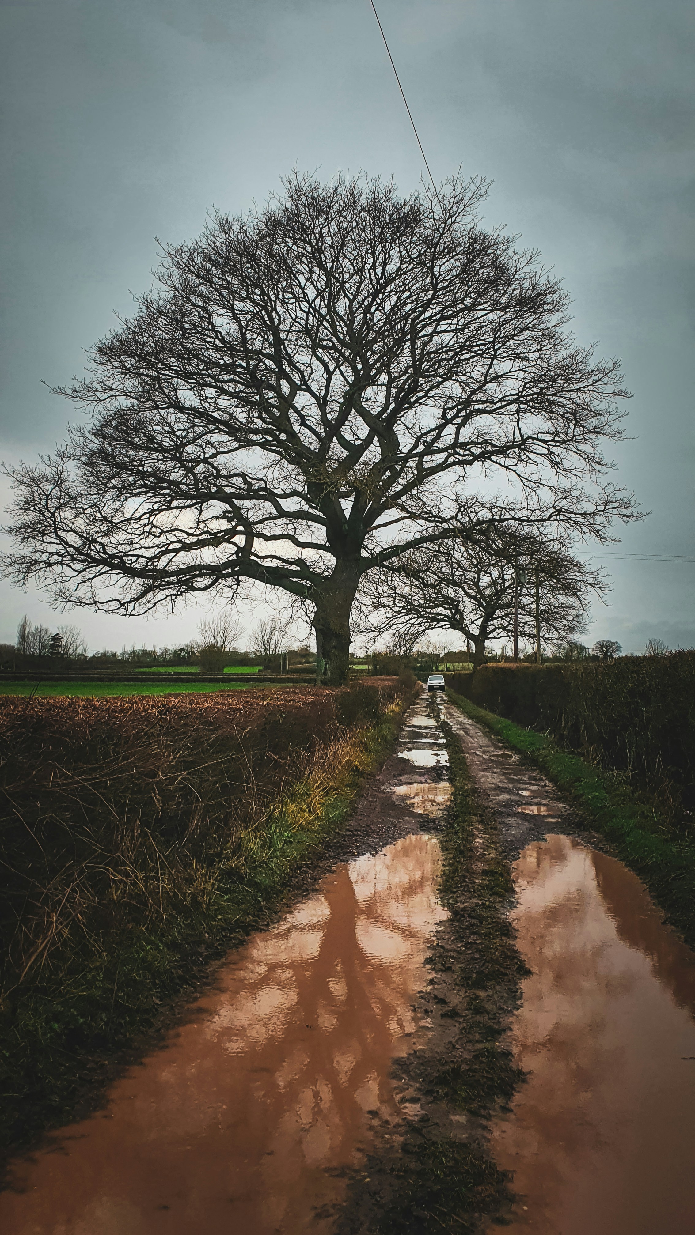 a muddy road with a large tree in the background