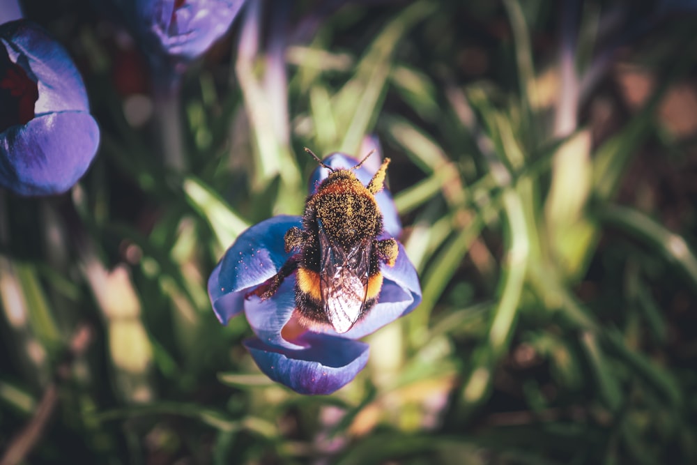 a bee sitting on top of a blue flower